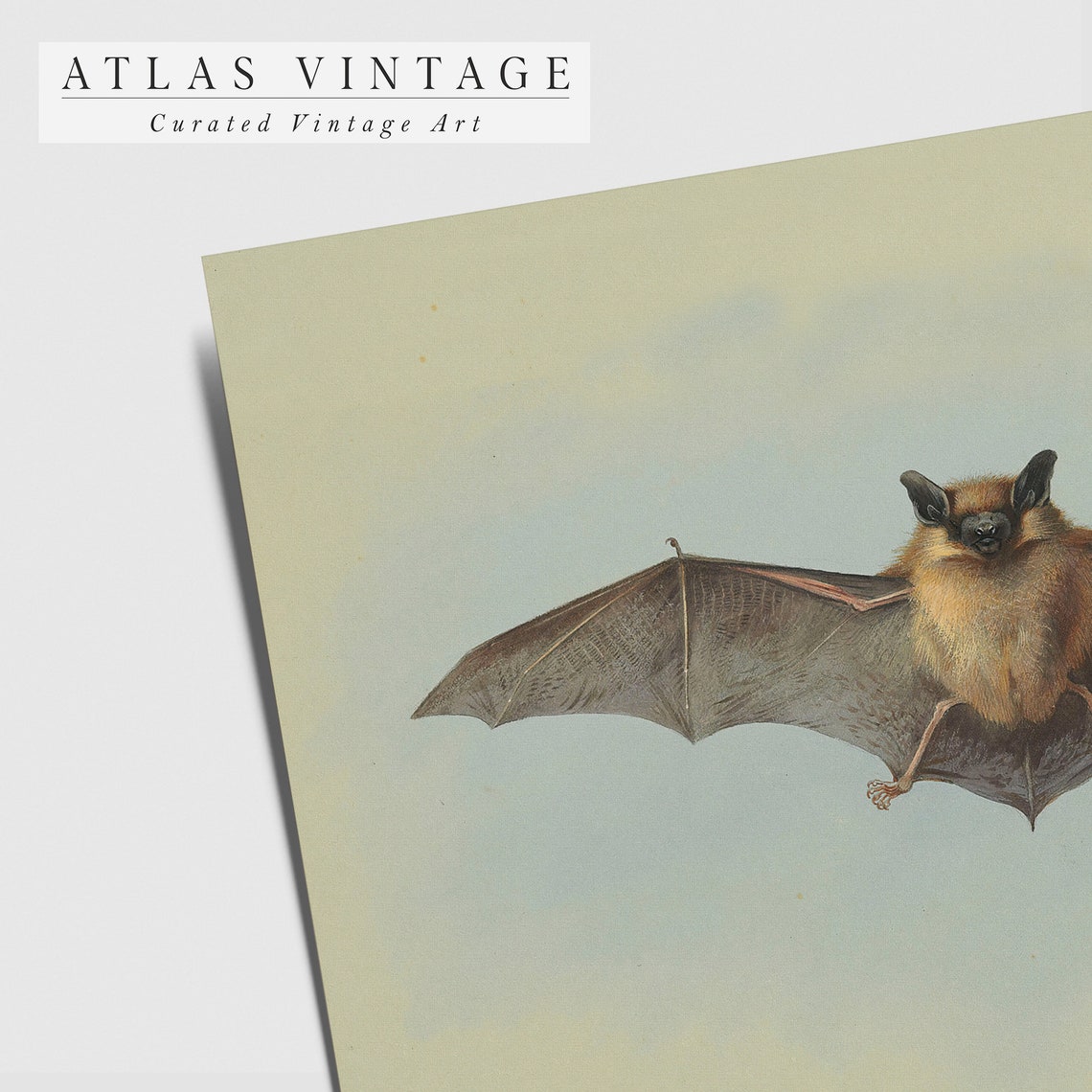 Vintage Brown Bat With Spread Wings Dark Academia Nature Poster - Image 5