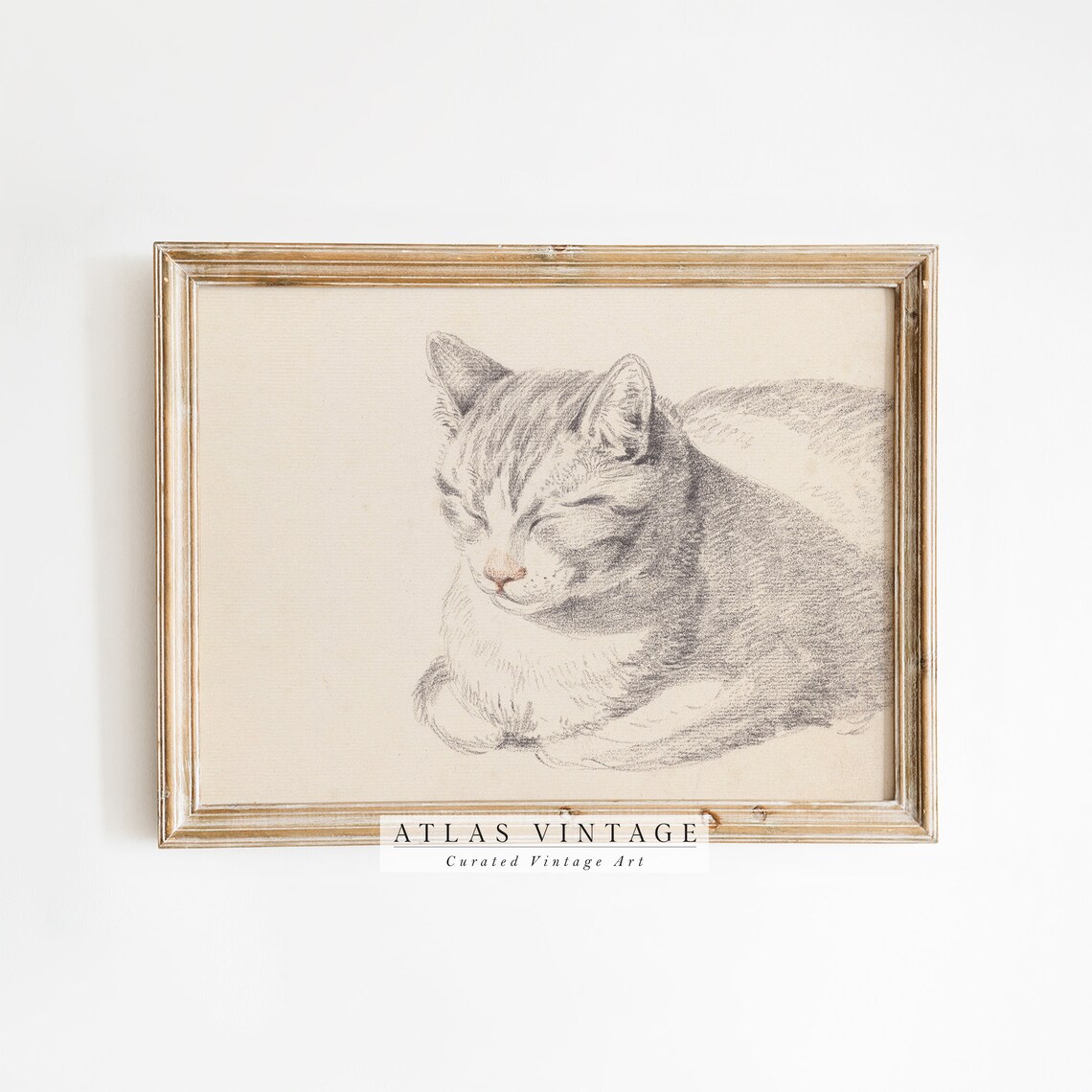 Sleeping Grey Tabby Cat Vintage Pencil Sketch Portrait Art Poster