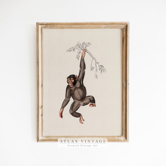 Vintage Monkey Hanging From Branch Antique Animal Illustration Safari Poster