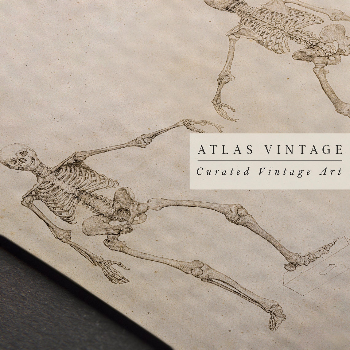 Vintage Anatomical Skeleton Sketches Print Dark Academia Halloween Art - Image 4