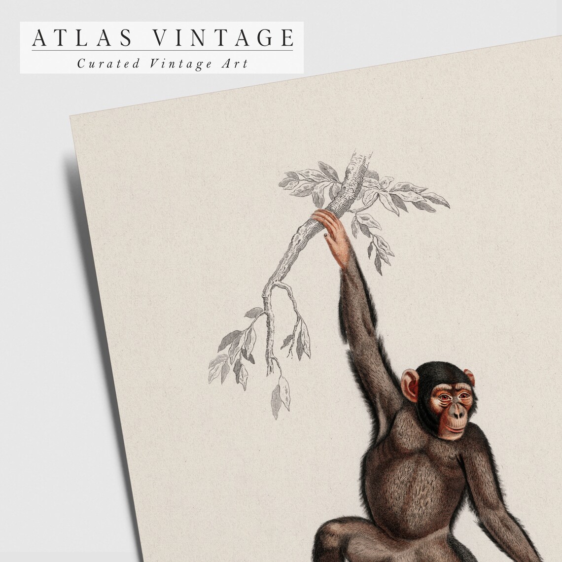 Vintage Monkey Hanging From Branch Antique Animal Illustration Safari Poster - Image 4