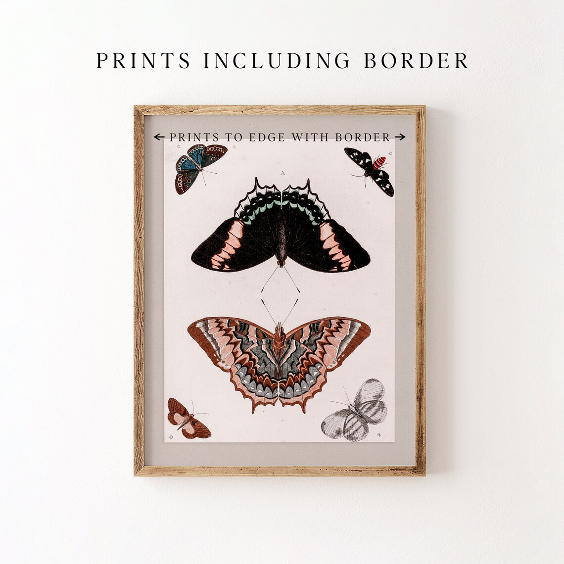 Vintage Butterfly Study Chart Six Butterflies Entomology Poster - Image 8