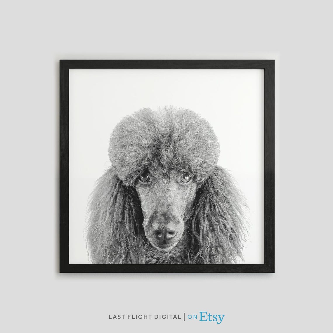 Standard Poodle Dog Black White Photo Elegant Pet Portrait Poster
