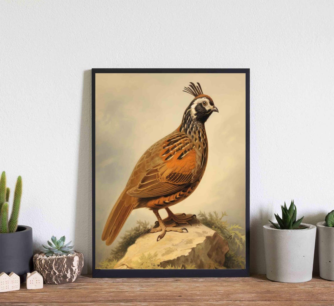 Mountain Quail on a Rocky Ledge Vintage Bird Illustration Poster - Image 4