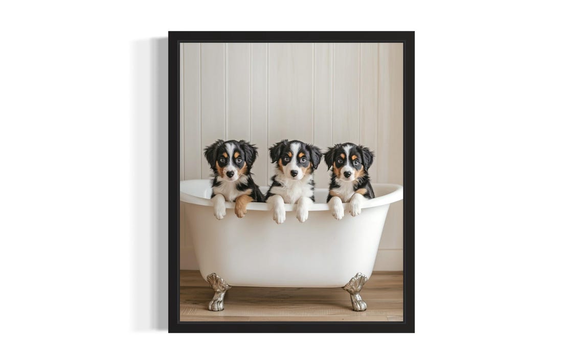 Australian Shepherd Puppies In A White Bathtub Bathroom Decor Poster