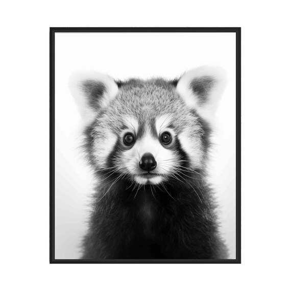 Red Panda Baby Black and White Cute Cub Face Portrait Poster