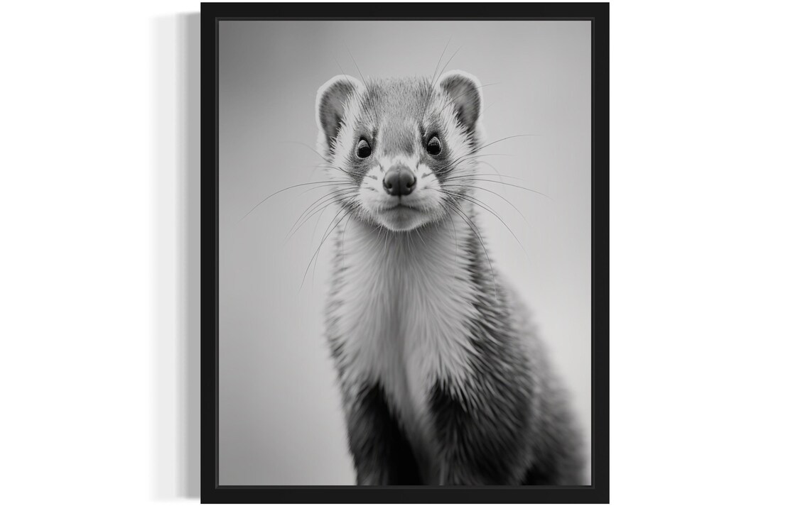 Ferret Portrait Looking At Camera Black And White Photo Poster