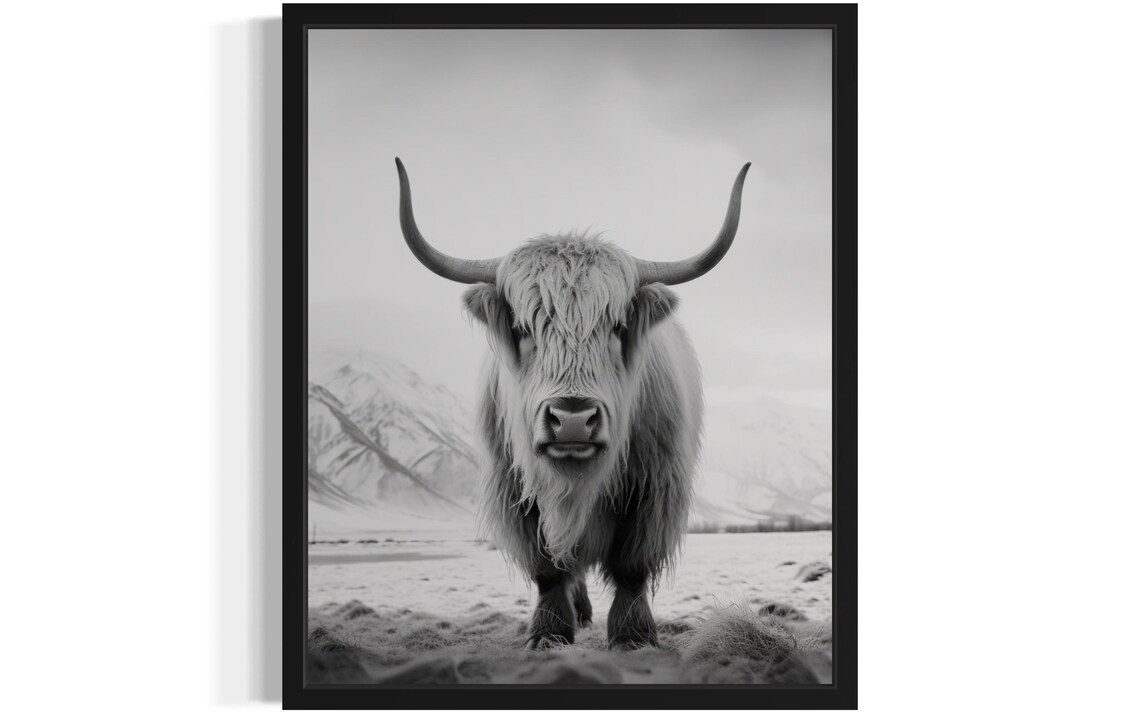 Highland Cow In Snow Black And White Portrait Photo Art Poster