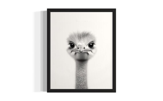 Baby Ostrich Close Up Portrait Black And White Bird Photo Poster