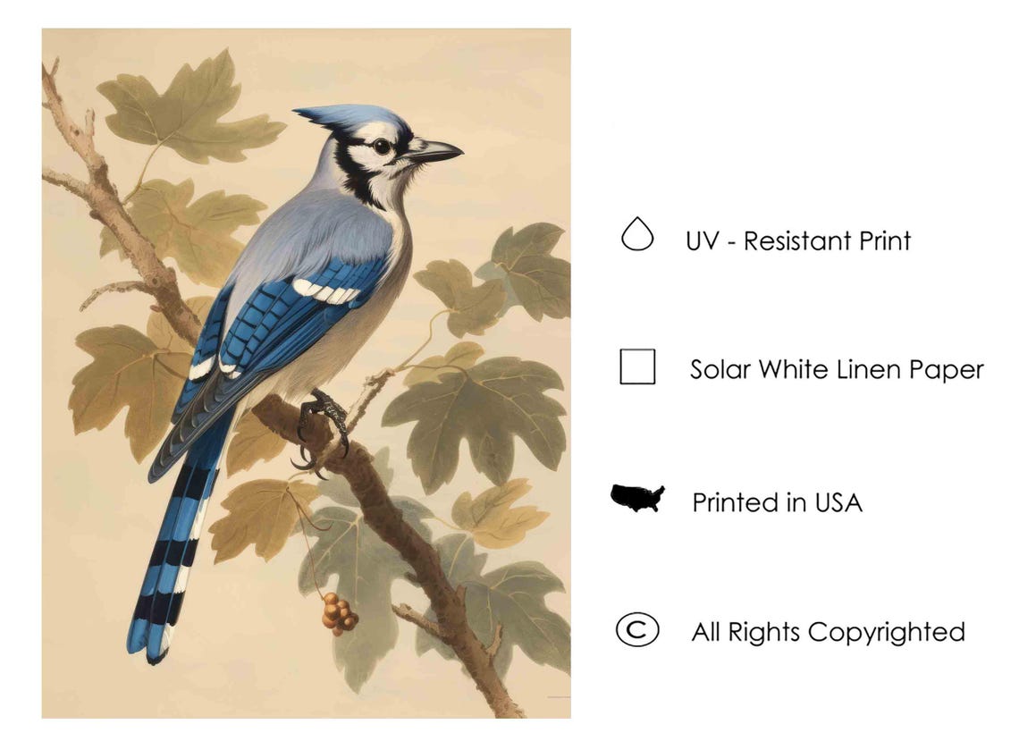 Blue Jay Perched on a Maple Branch with Berries Vintage Bird Poster - Image 3