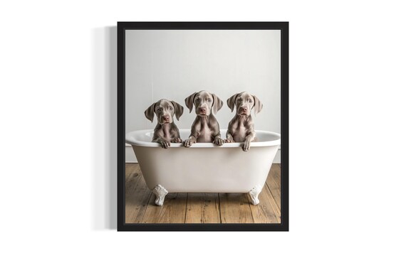 Three Weimaraner Puppies in Bathtub Cute Dog Portrait Photo Poster