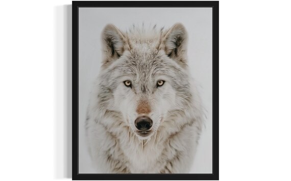 Intense Snowy White Wolf Close Up Wildlife Photography Poster