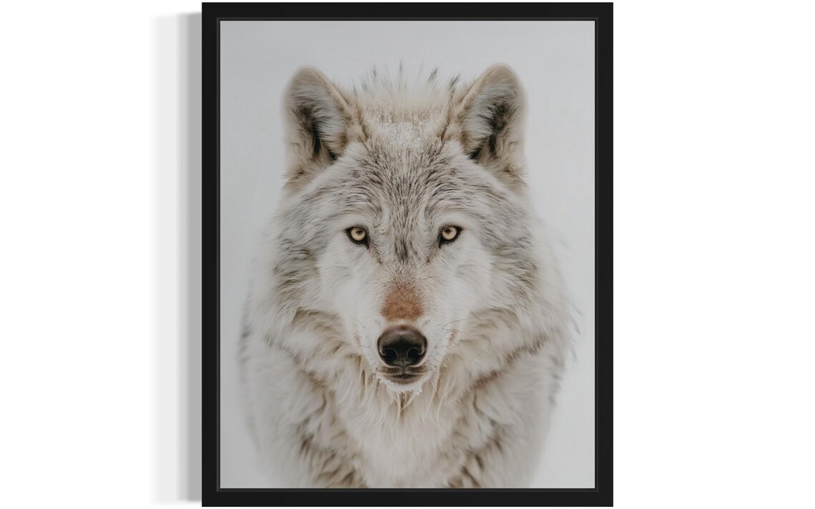 Intense Snowy White Wolf Close Up Wildlife Photography Poster