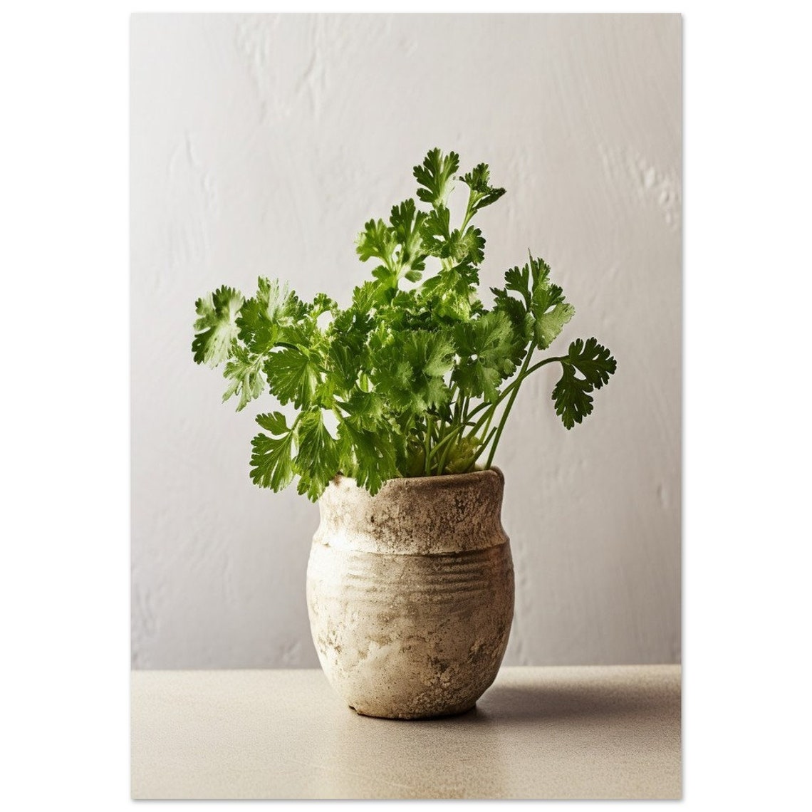 Fresh Parsley Bunch Rustic Clay Pot Minimalist White Art Poster - Image 2