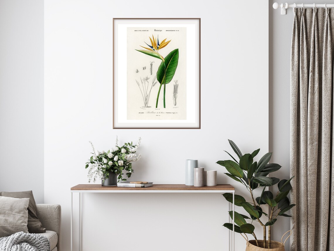Bird Of Paradise, Vintage Botanical Wall Art - Image 3
