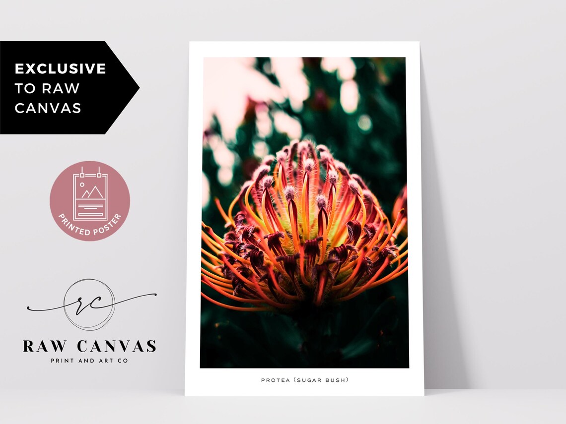 Protea Botanical Photography, Moody Flower Art Print