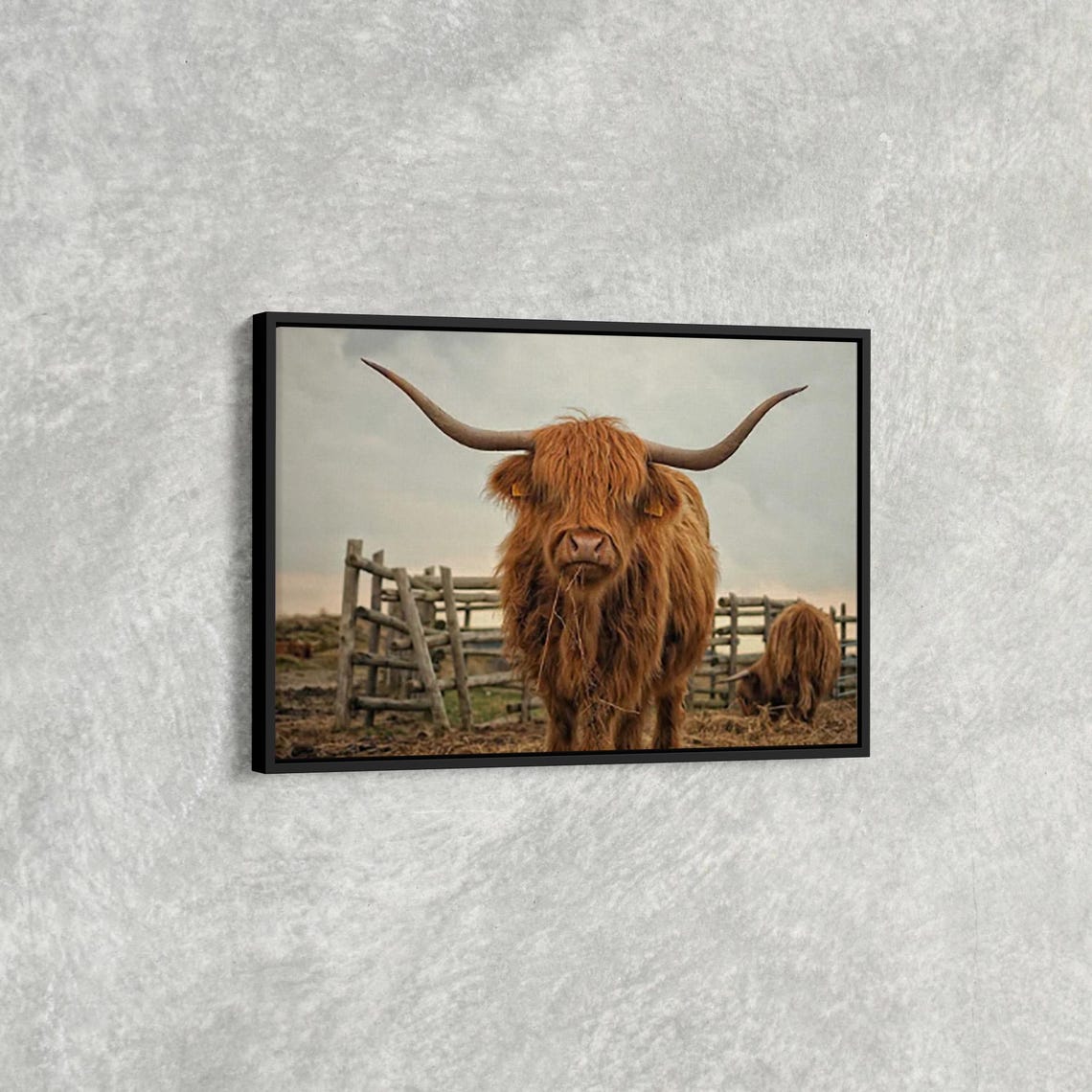 Highland Cow Portrait Rustic Scottish Farm Animal Photo Print