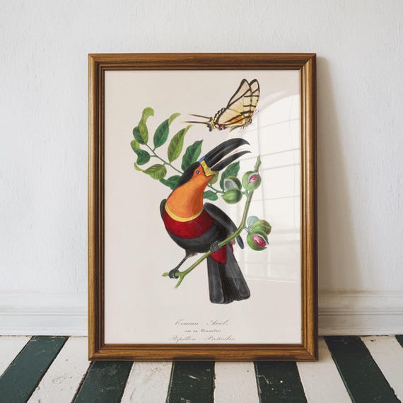Billed Toucan Vintage Print Bird Poster Antique Animal Painting Wall Art Decor Illustration Tropical Home