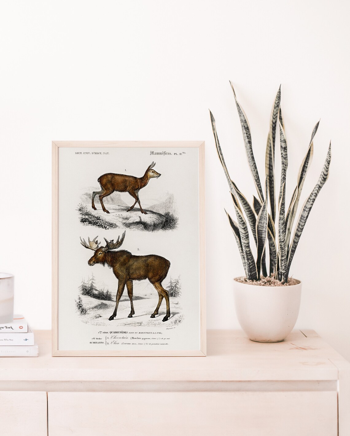 Vintage Chevrotain And Moose French Natural History Plate Wall Art