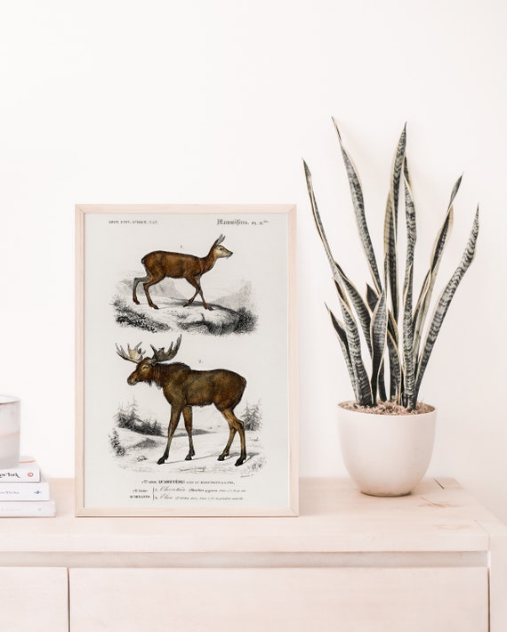 Moose Vintage Print Art Antique Animal Painting Poster Wall Decor Science Illustration