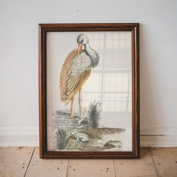 Stork And Frog By The Water Bird Poster Antique Animal Painting Vintage Wall Art Decor Illustration