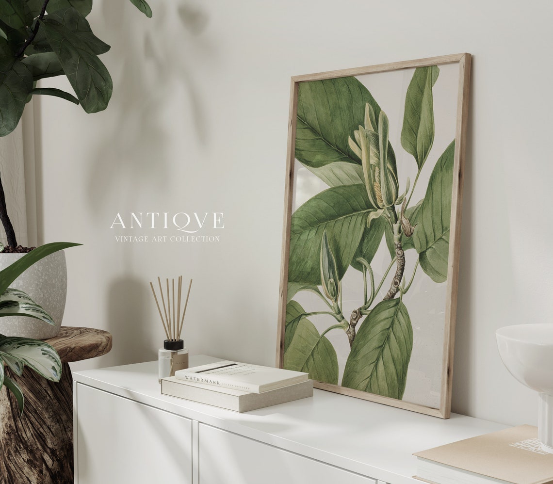 Magnolia Bud And Broad Leaves Antique Botanical Painting Poster - Image 4