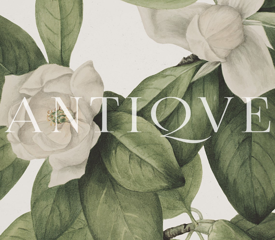 White Magnolia Blossoms Green Leaves Vintage Botanical Poster - Image 3