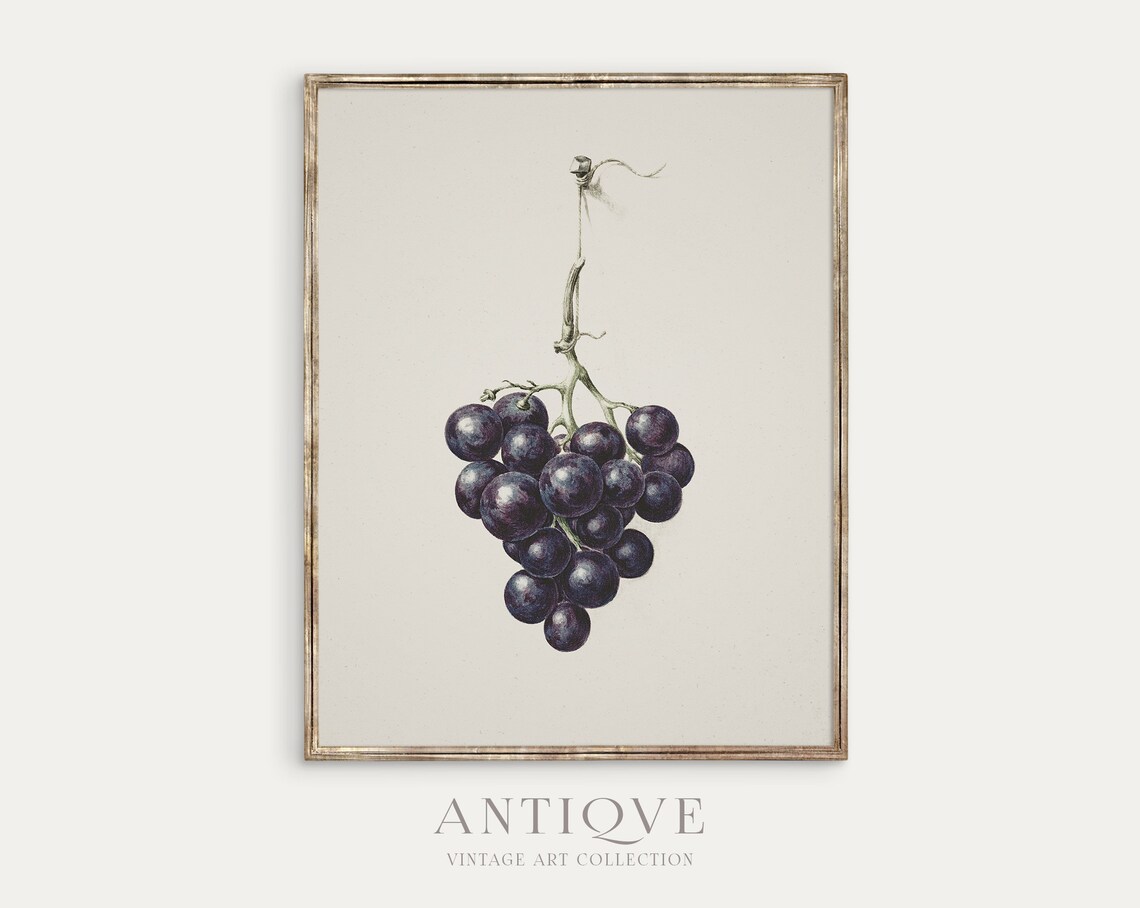 Vintage Grapes Sketch, Farmhouse Art Print