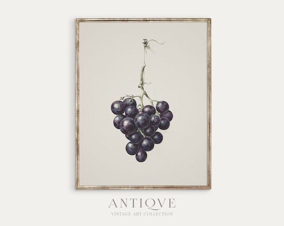 Vintage Grapes Sketch, Farmhouse Art Print