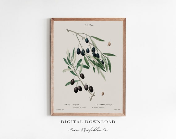 Olea Europaea Antique Olive Tree Branch Illustration Vintage Kitchen Wall Art Plant Drawing Fine Art Print