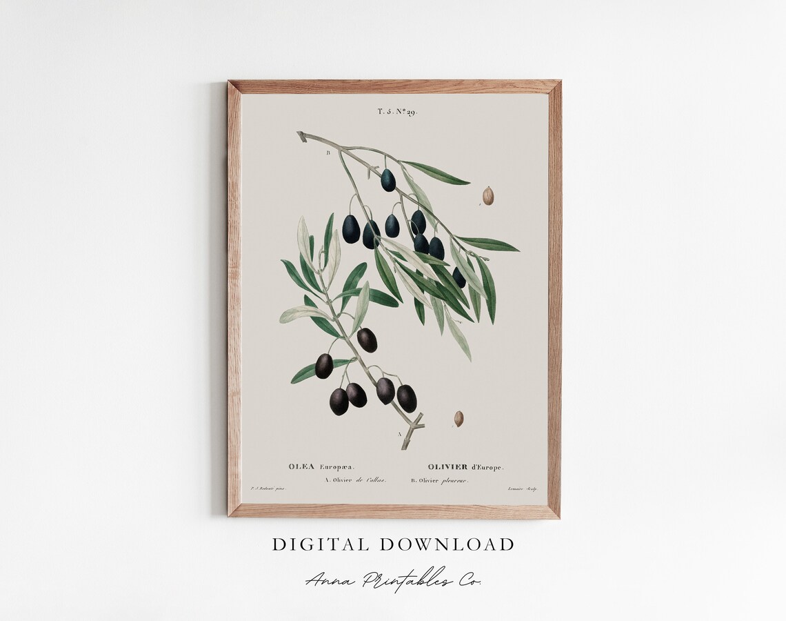 Antique Olive Branch Olea Europaea Botanical Illustration Poster