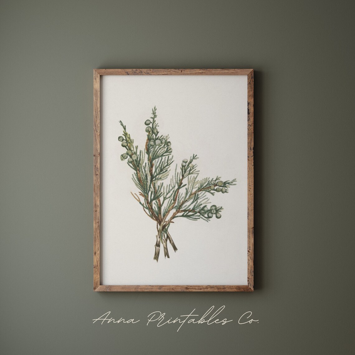 Juniper Berry Branch Botanical Illustration Evergreen Poster - Image 2