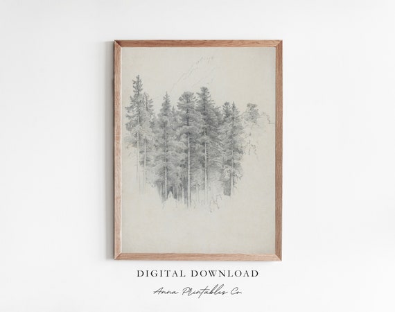 Study Of Coniferous Trees Antique Evergreen Tree Sketch Print For Rustic Nature Wall Art Vintage Drawing
