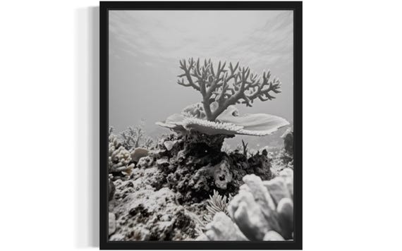 Corals Black And White Animal Art Print Wall Art Poster Original Paint Artwork Artwork Decor