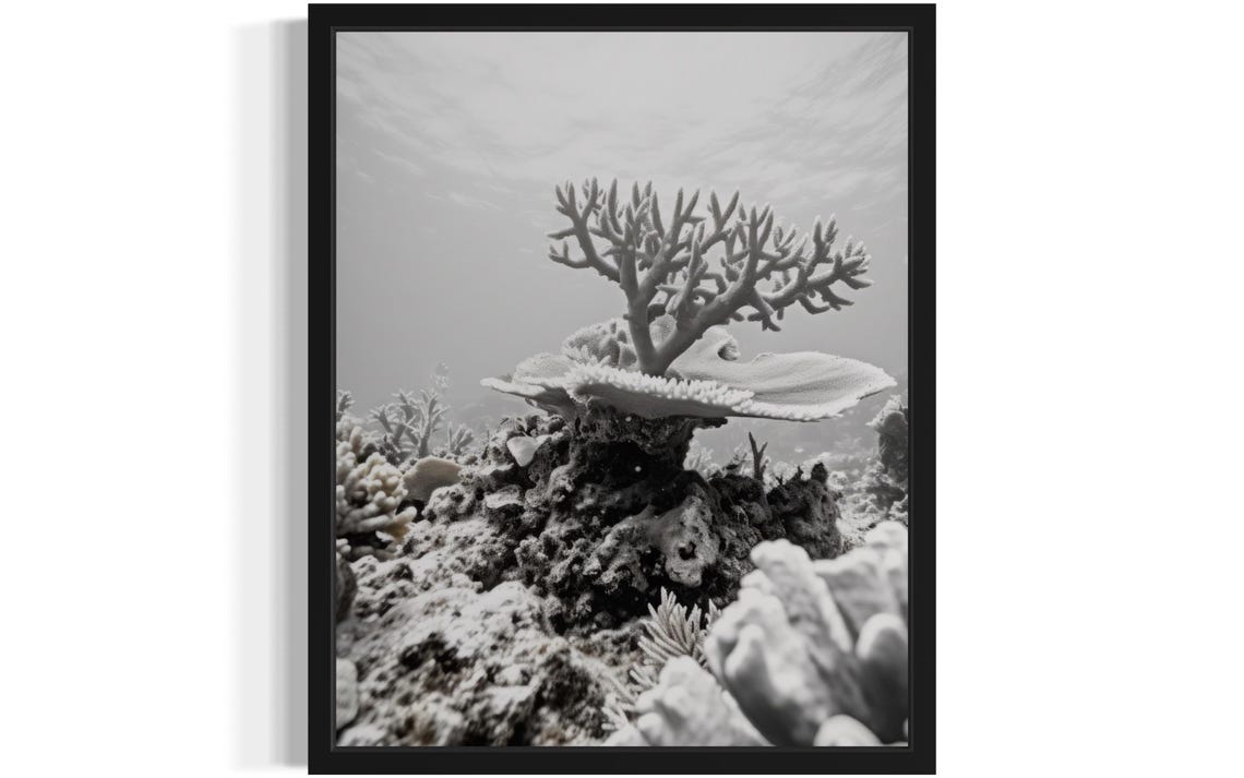 Corals Black And White Animal Art Print Wall Art Poster Original Paint Artwork Artwork Decor