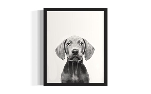 Weimaraner Puppy Portrait Black and White Floppy Ears Art Poster