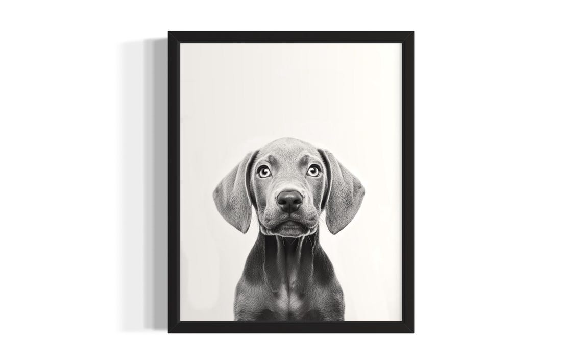 Weimaraner Puppy Portrait Black and White Floppy Ears Art Poster