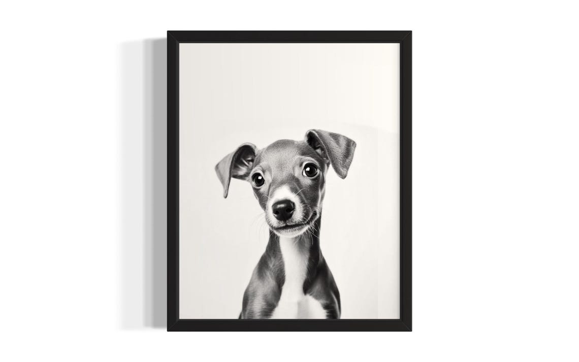 Italian Greyhound Puppy Portrait Minimalist Monochrome Dog Poster