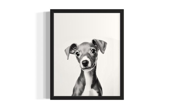 Italian Greyhound Puppy Portrait Minimalist Monochrome Dog Poster