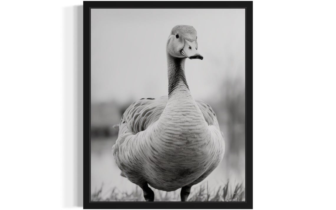 Goose Close Up Portrait In Black And White Photo Style Poster