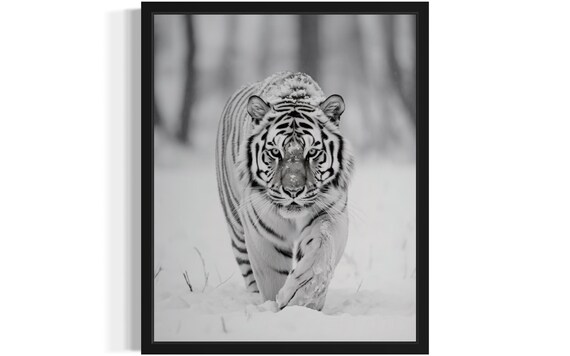 Siberian Tiger Walking in Snow Monochrome Wildlife Fine Art Decor Poster