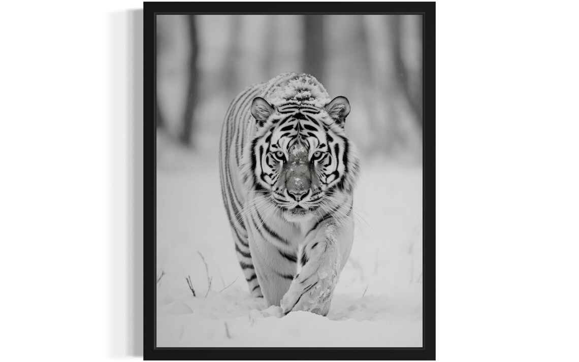 Siberian Tiger Walking in Snow Monochrome Wildlife Fine Art Decor Poster