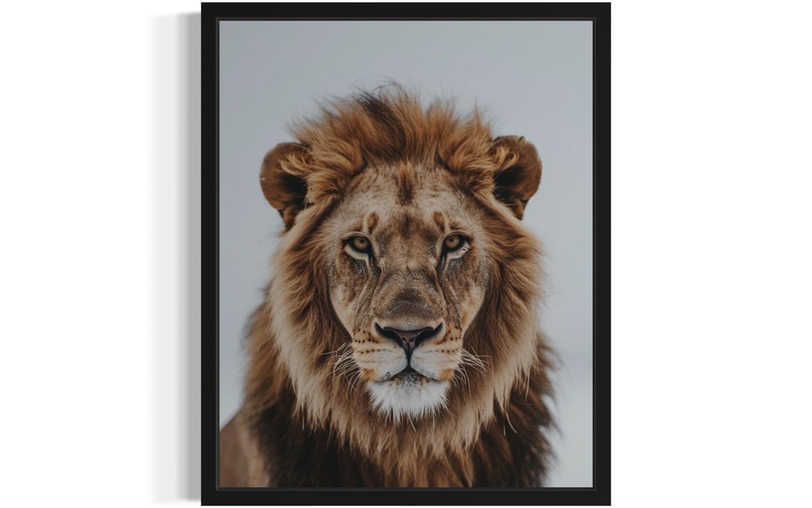 Regal Male Lion Frontal Portrait on Gray Background Photo Poster