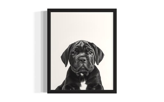 Bullmastiff Puppy Portrait Black And White Cute Dog Photo Print