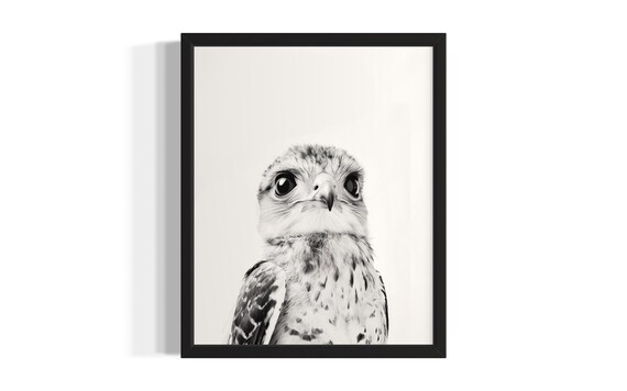 Falcon Chick Black And White Close Up Portrait Wildlife Poster