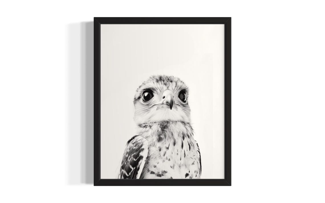 Falcon Chick Black And White Close Up Portrait Wildlife Poster