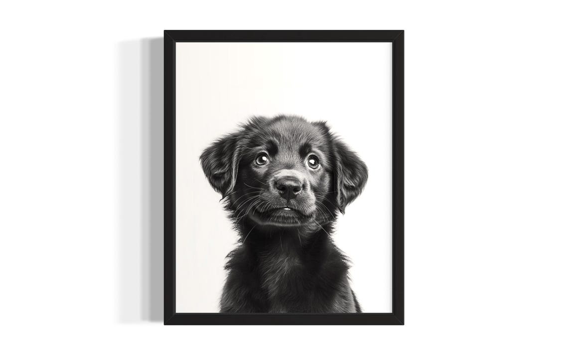 Golden Retriever Puppy Black And White Studio Portrait Poster
