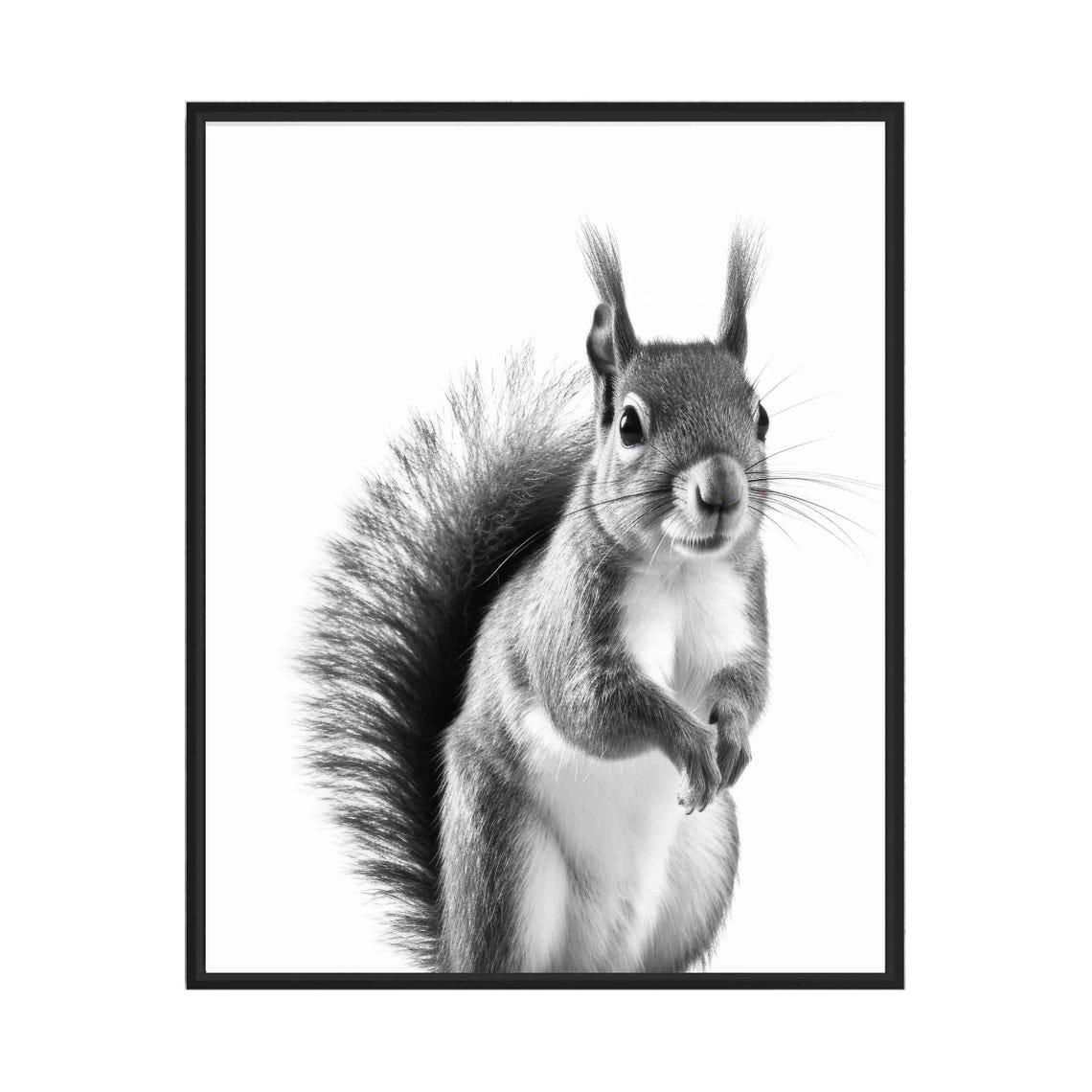 Squirrel Black and White Bushy Tailed Woodland Portrait Poster
