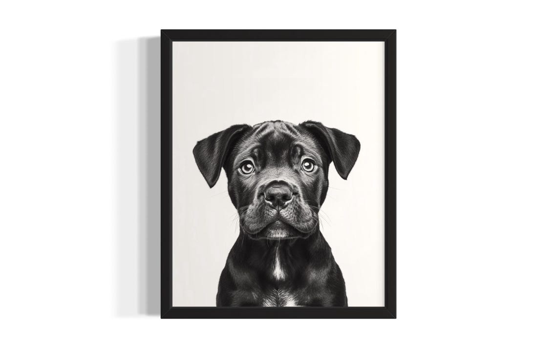 Noble Cane Corso Puppy Portrait Black Dog Studio Photo Poster