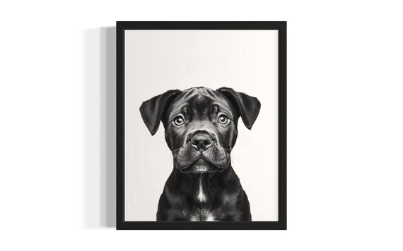 Noble Cane Corso Puppy Portrait Black Dog Studio Photo Poster